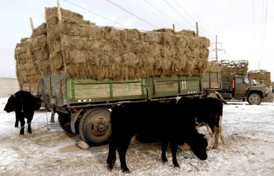 Өвөлжилт хүндэрсэн аймгуудад улсын нөөцөөс өвс, тэжээл хүргүүлнэ